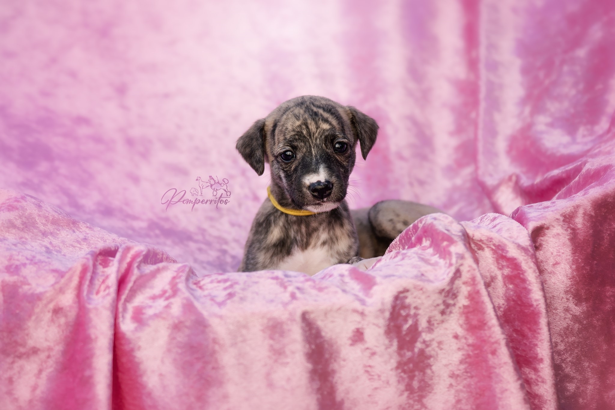 Balerina Cappuccina Pomperritos