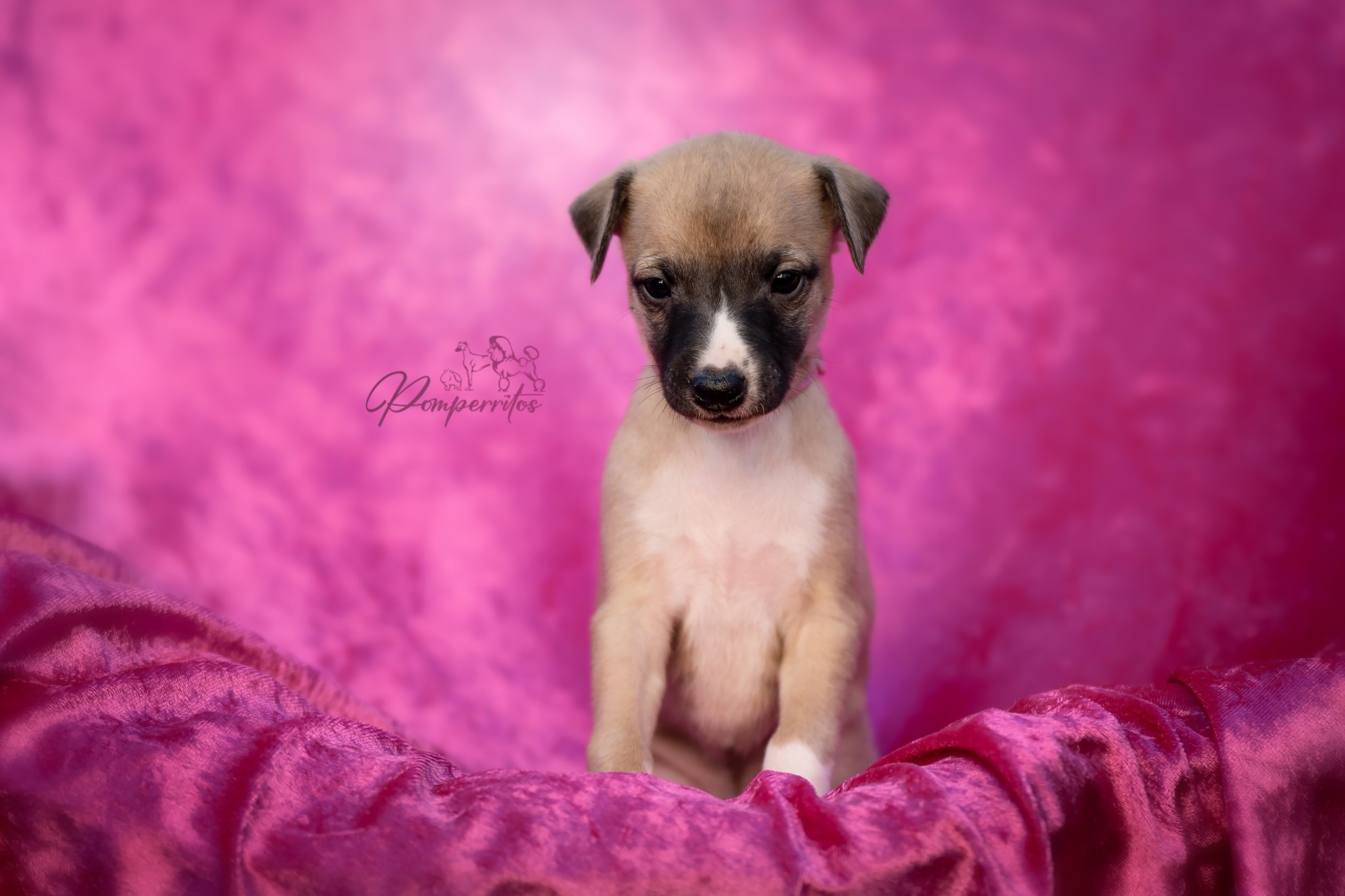 Code Red Pomperritos