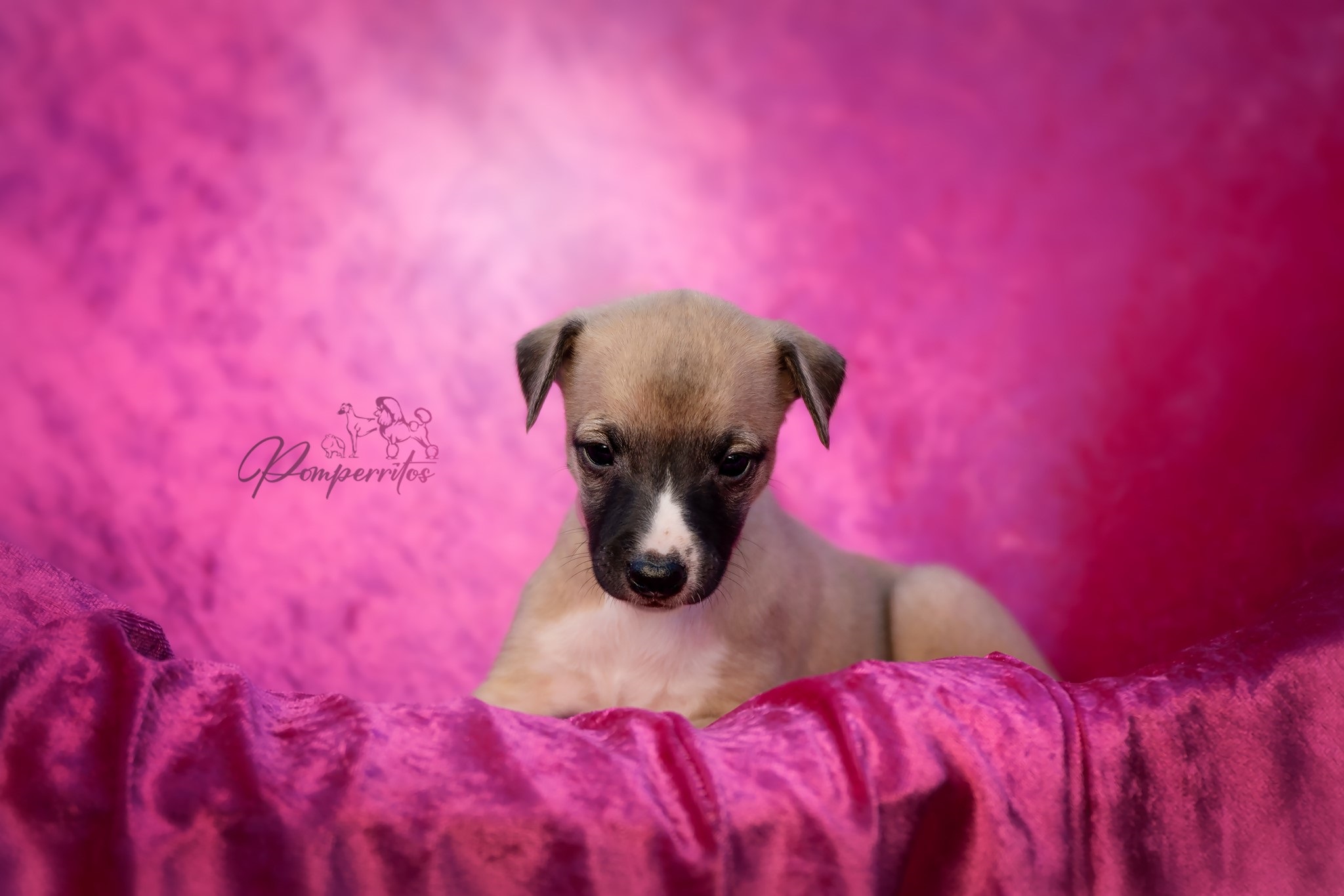 Code Red Pomperritos