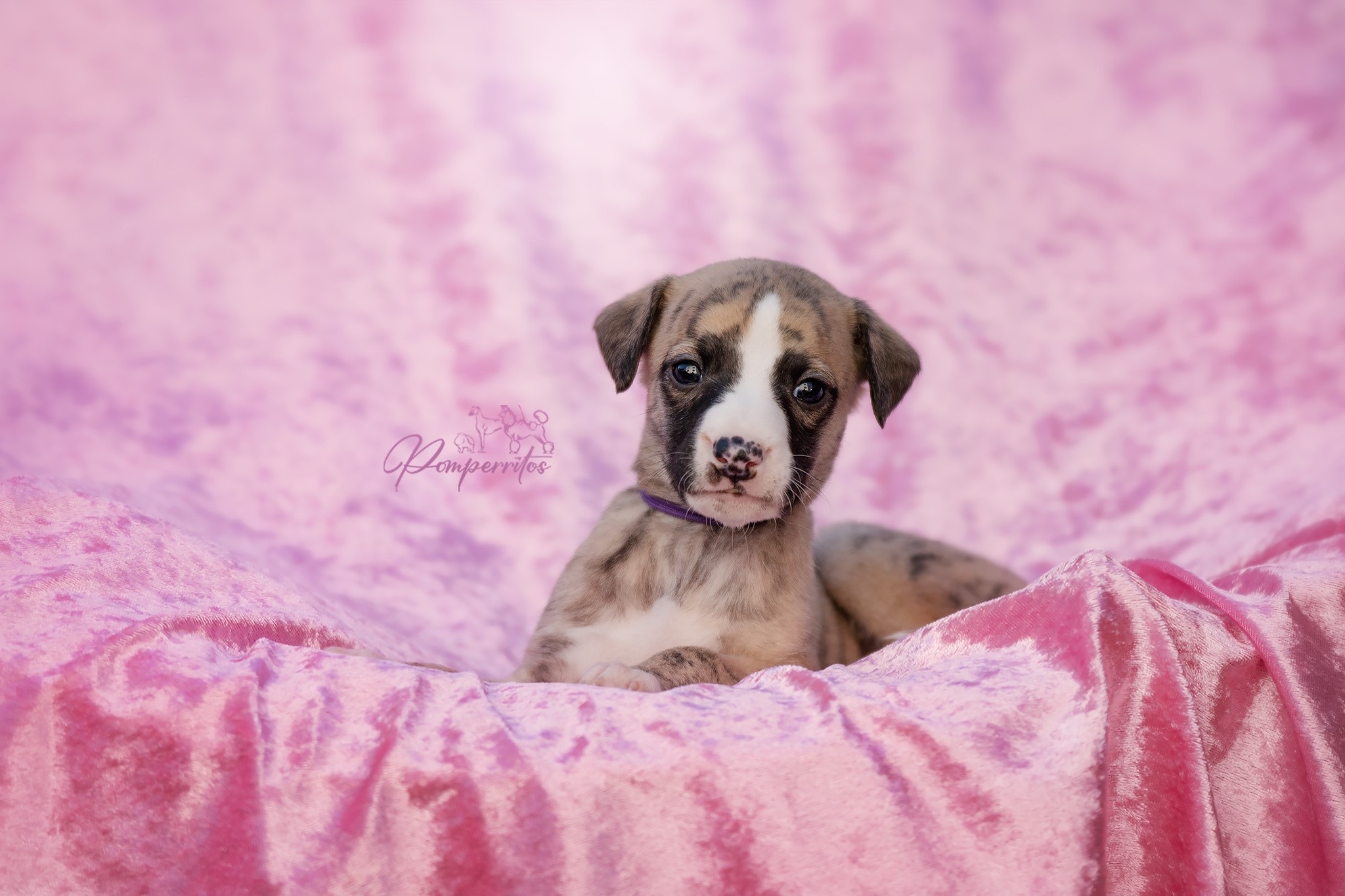 Be My Love Pomperritos