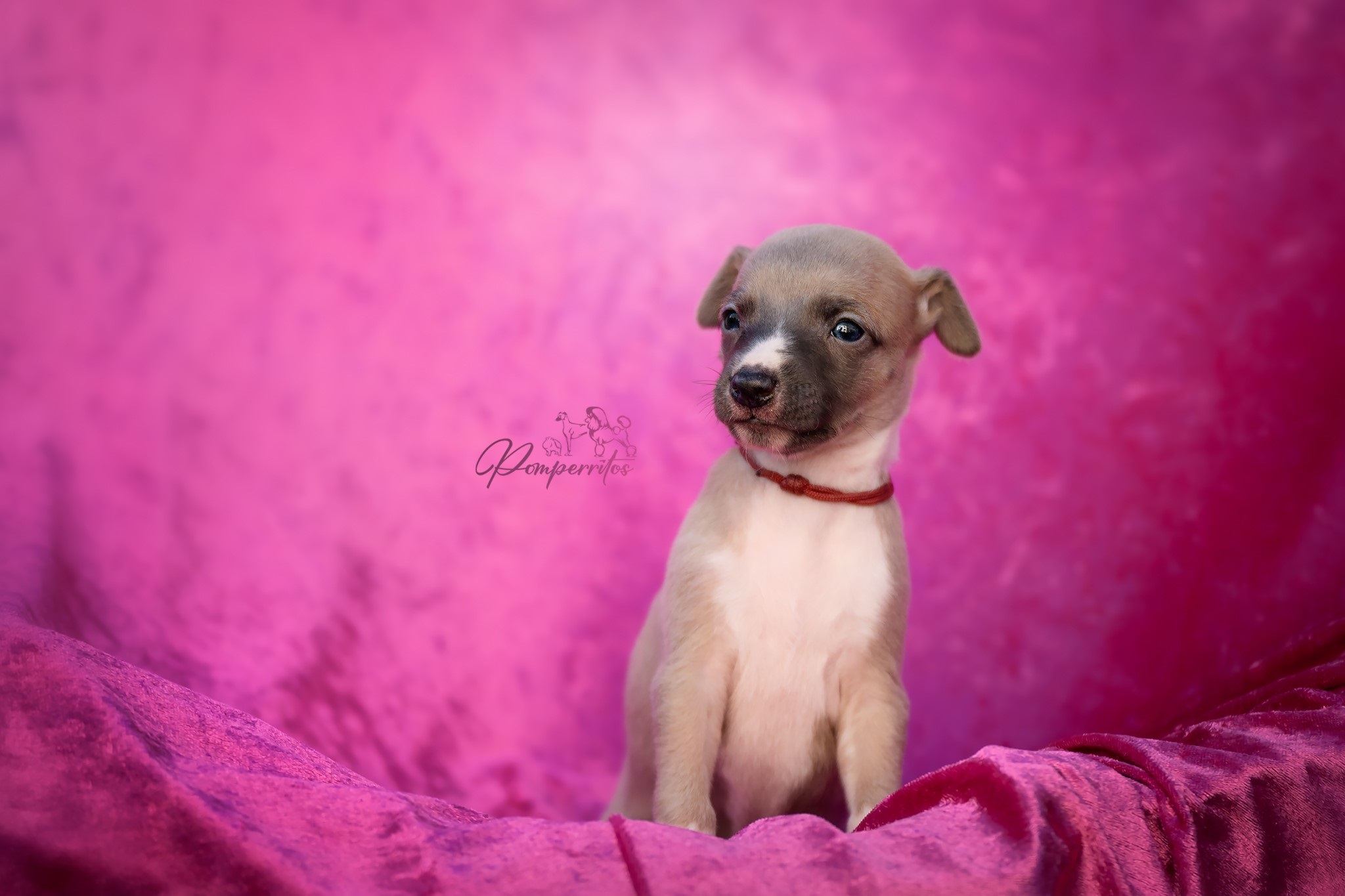 C'Yara Pomperritos