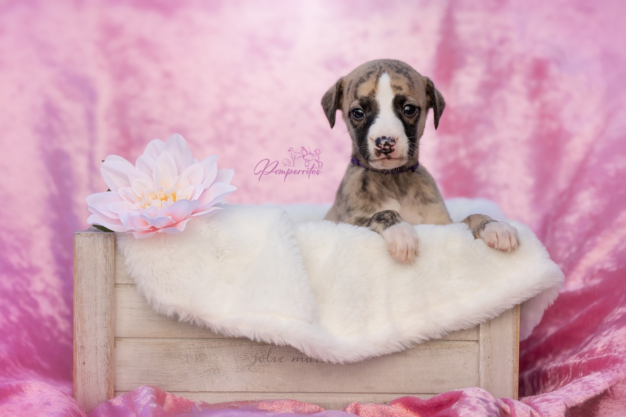 Be My Love Pomperritos