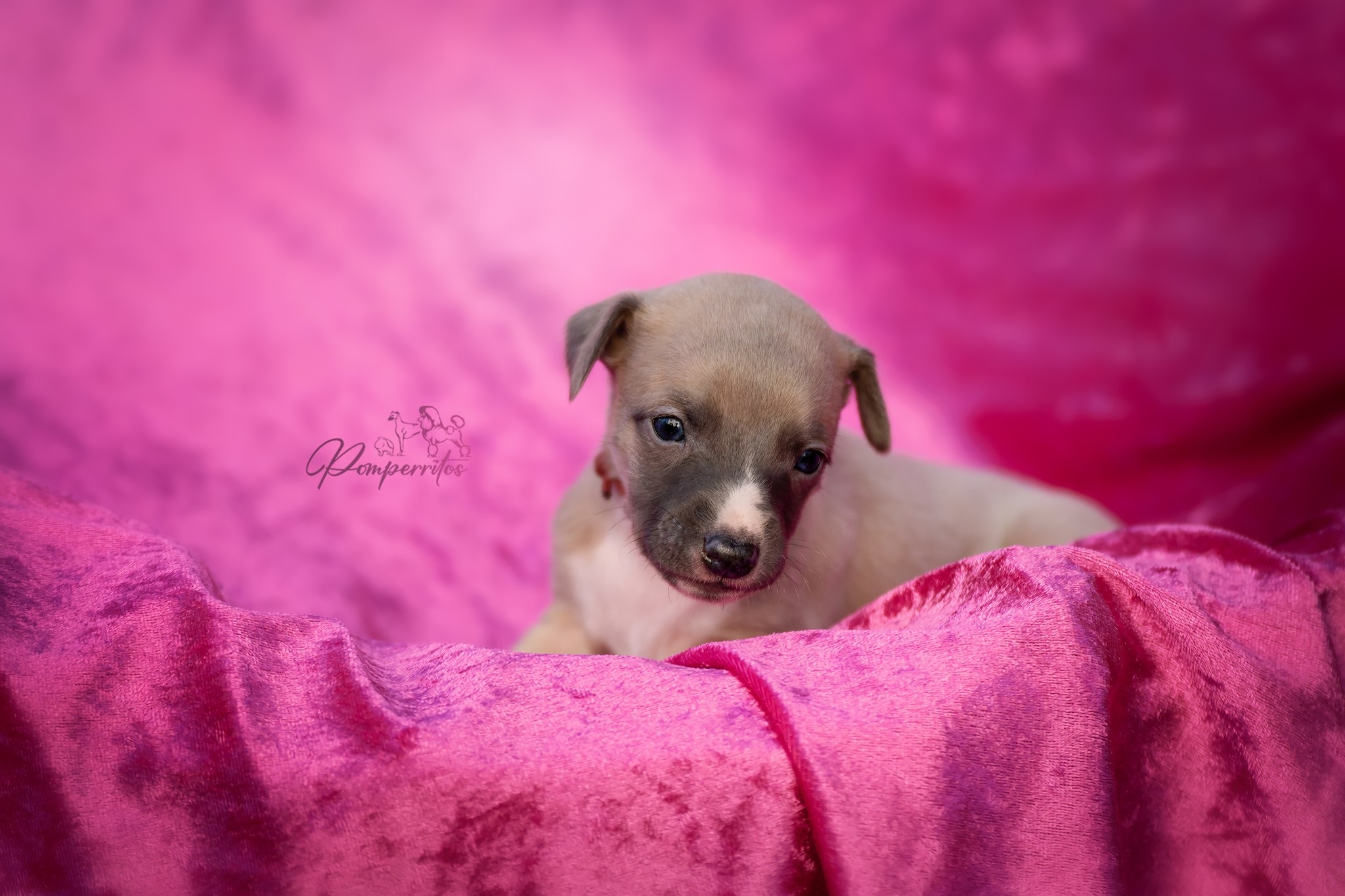 C'Yara Pomperritos
