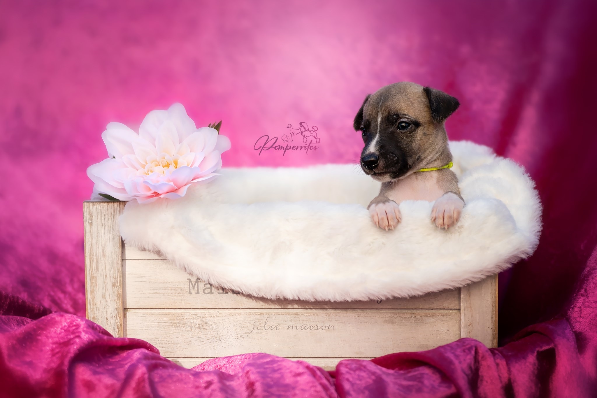 Crystal Noire Pomperritos