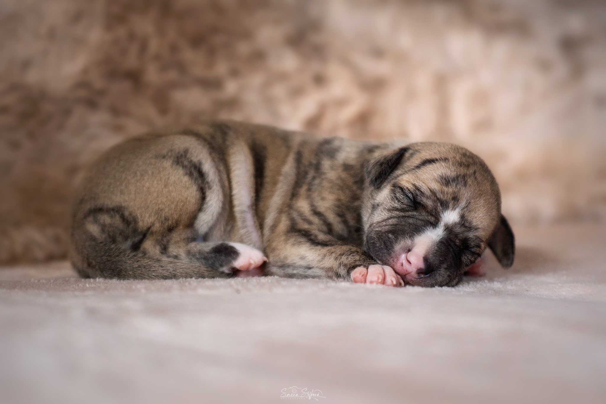 Benny Blanco Pomperritos