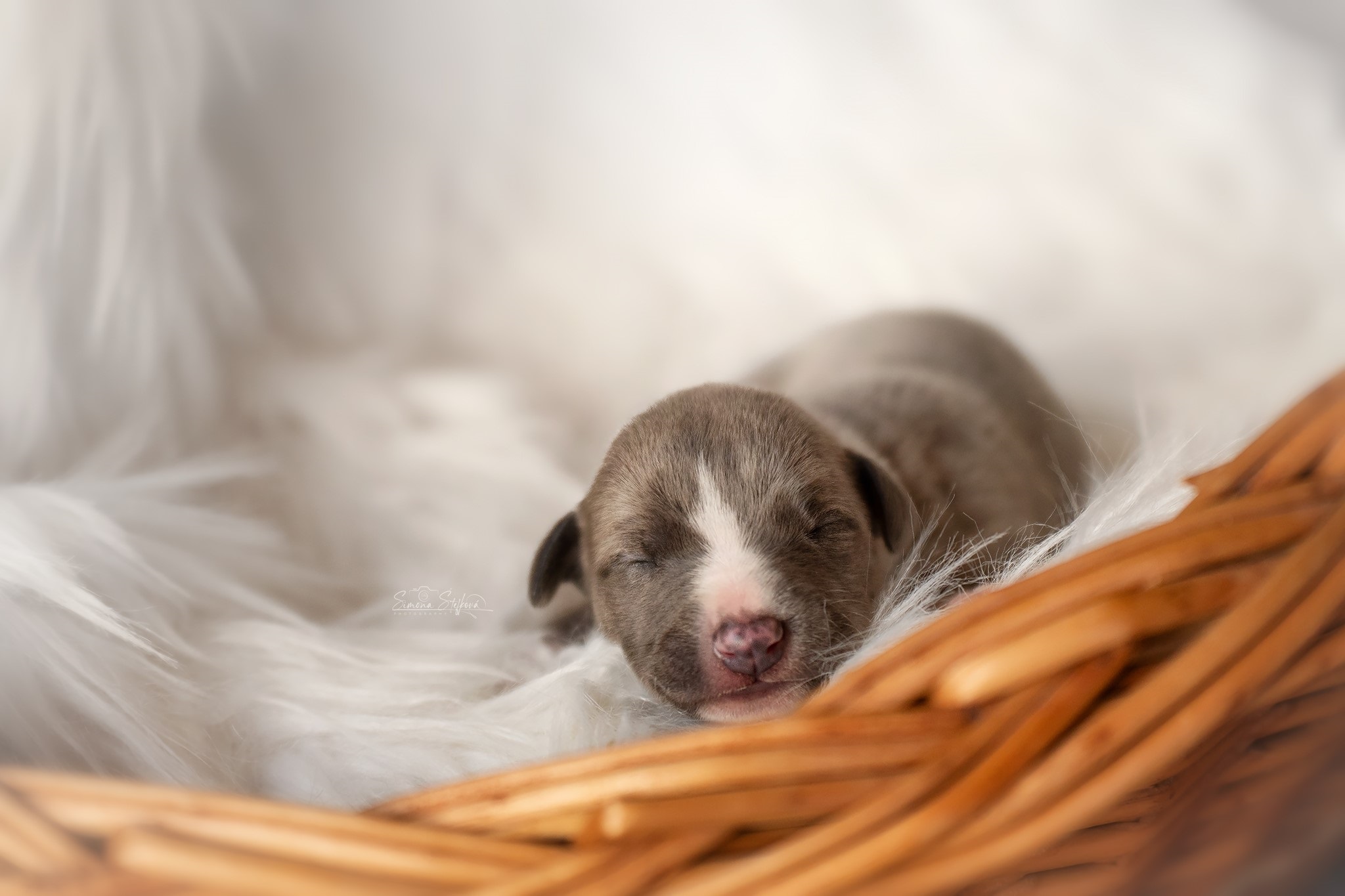 Coollander Pomperritos