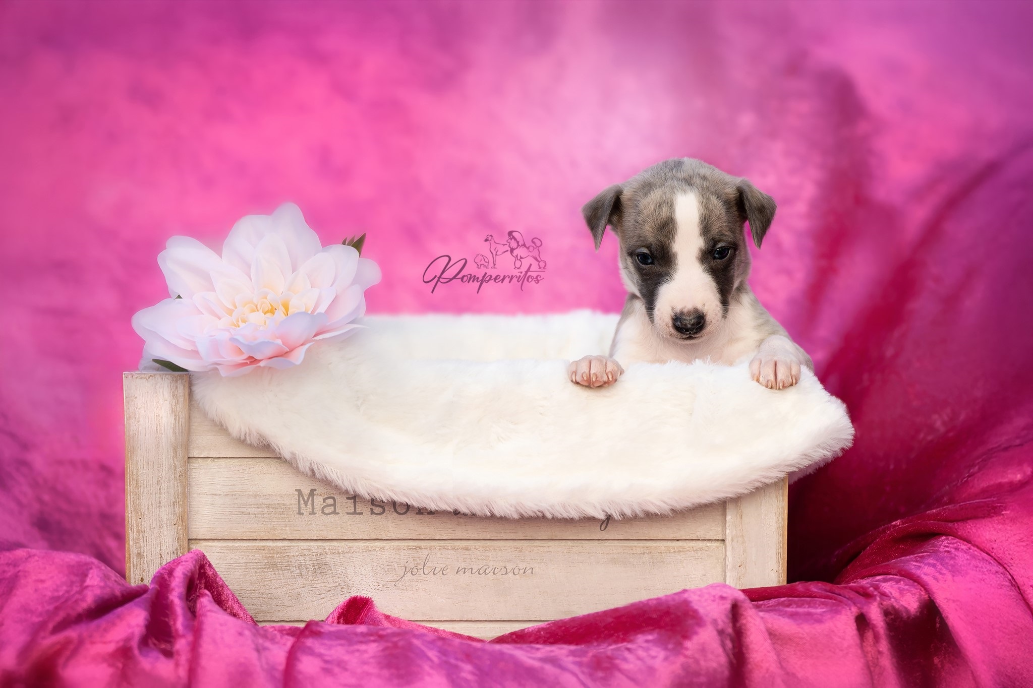 Crazy in Love Pomperritos