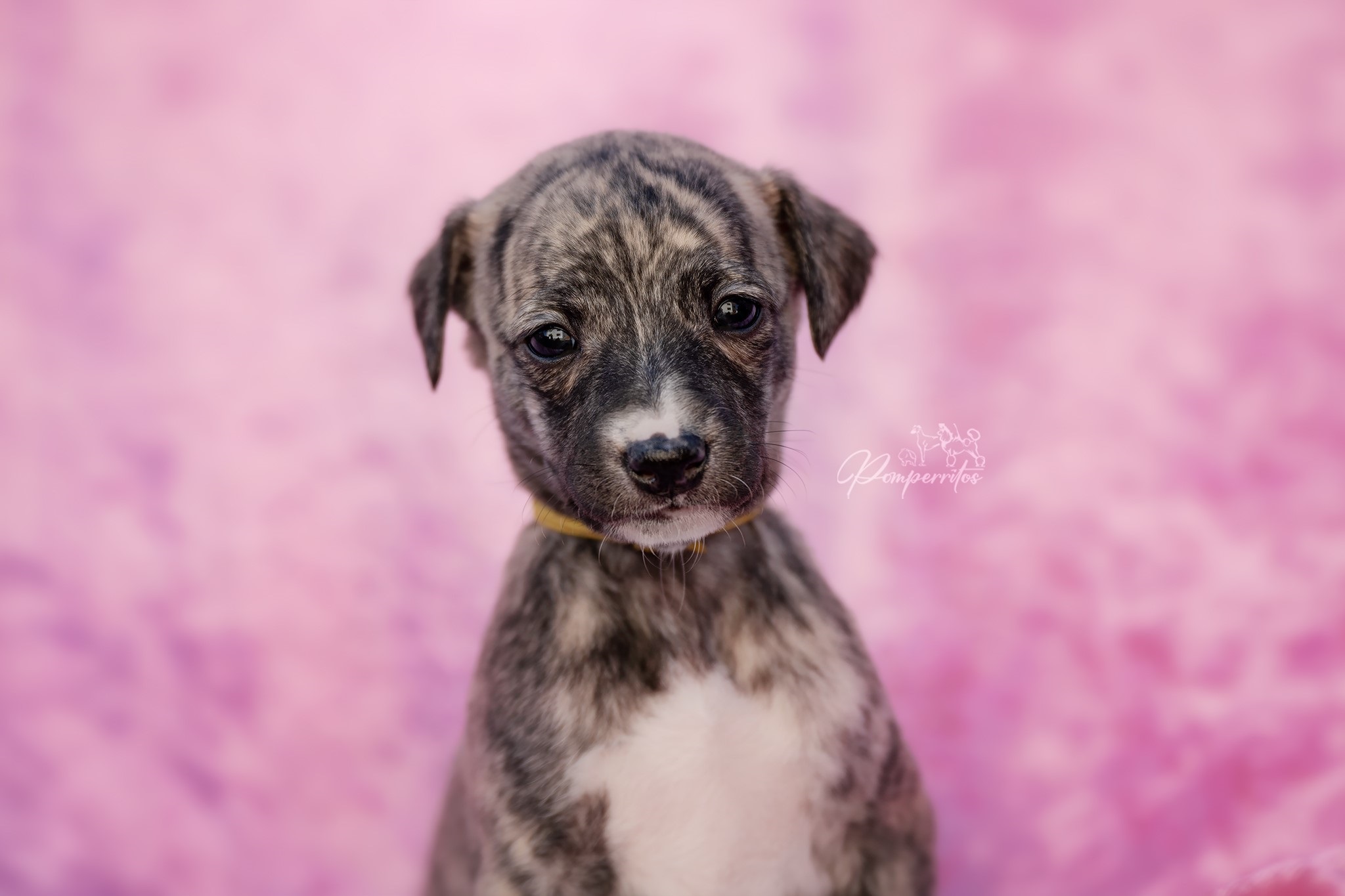 Balerina Cappuccina Pomperritos