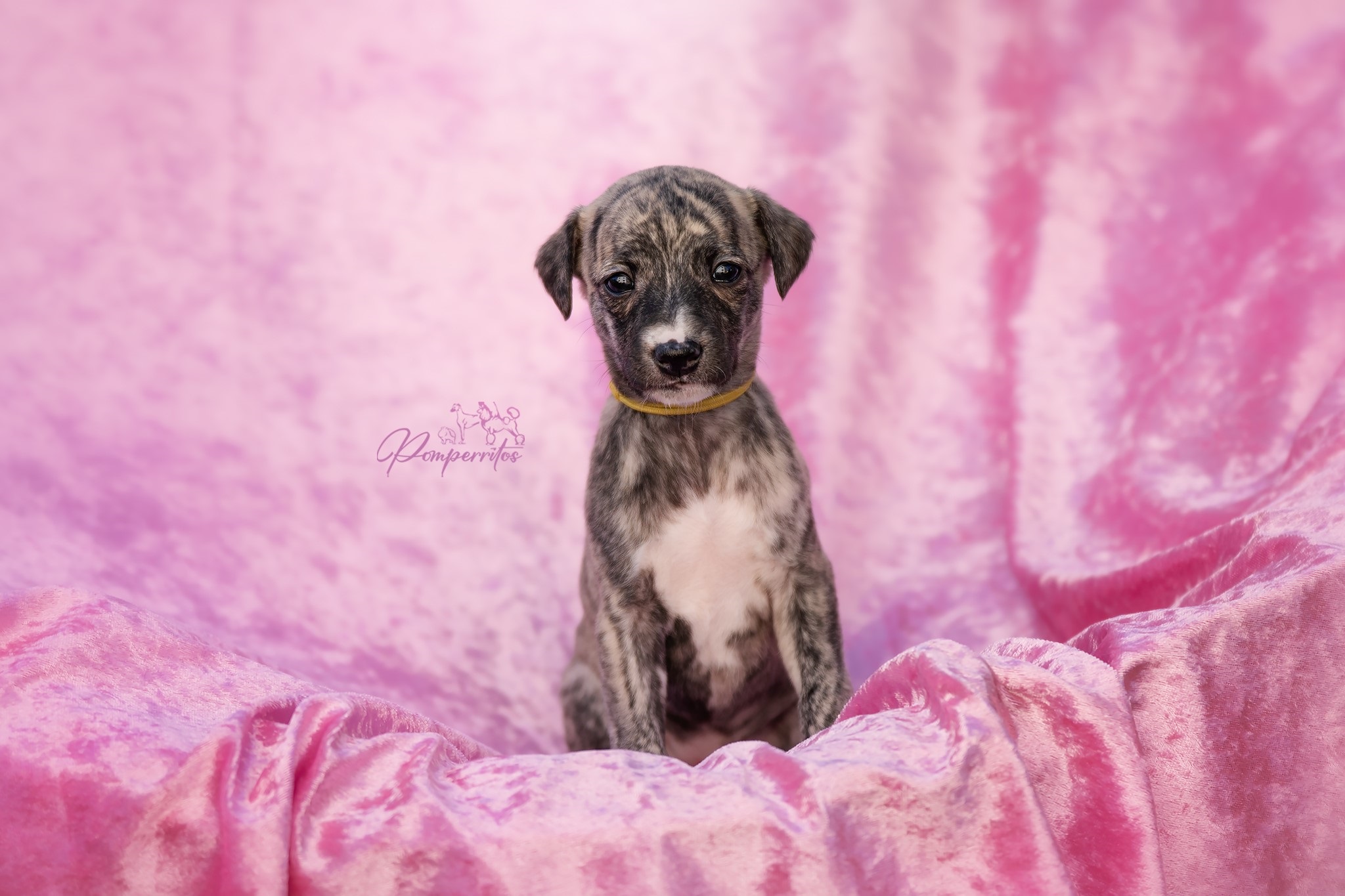 Balerina Cappuccina Pomperritos