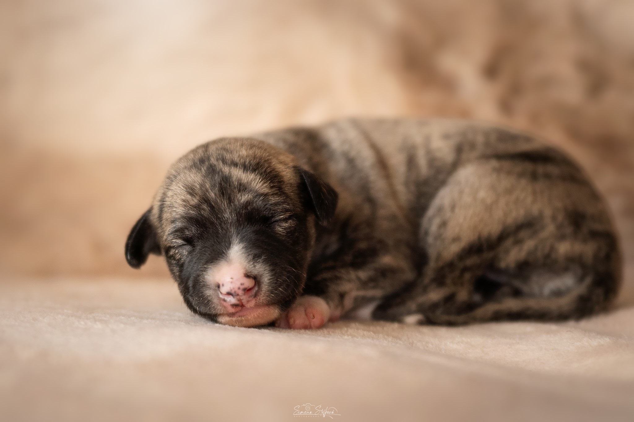 Balerina Cappuccina Pomperritos