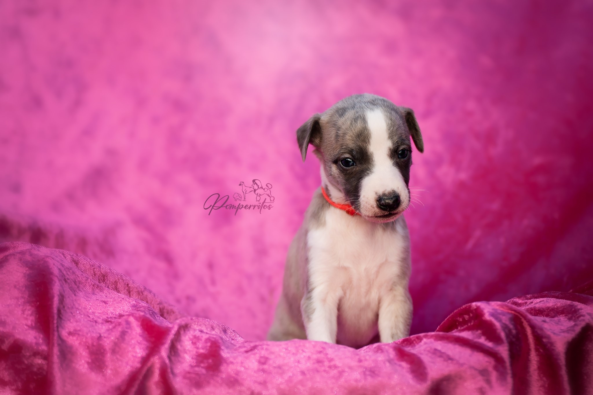 Crazy in Love Pomperritos