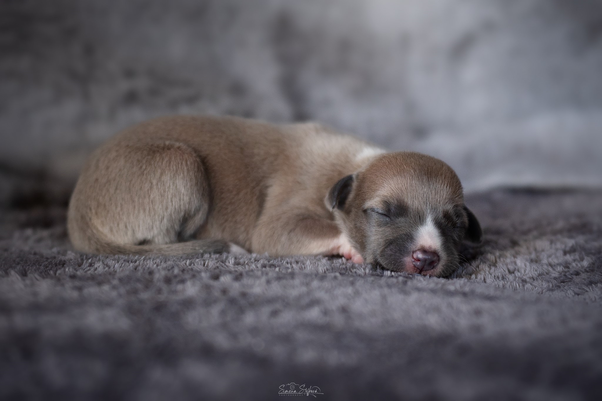 C'Yara Pomperritos